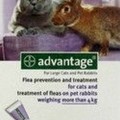 Advantage 80 Cat/Rabbit 0,8Ml (1 pipetta)