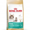 Royal Canin Kitten macskaeledel maine coon 400g