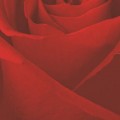 Consalnet Rózsa vlies poszter, fotótapéta 8-010VET /91x211 cm/