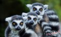 Consalnet Lemurok 3619 több méretben, alapanyagban