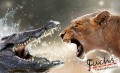 Consalnet Krokodil vs. oroszlán 3643 több méretben, alapanyagban