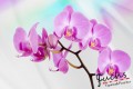 Consalnet Orchidea vlies poszter, fotótapéta 116-V8 /368 x 254 cm/