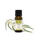 Elemental Mayam Kajeput illóolaj, bio* (melaleuca leucadendron), 10 ml