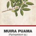 Muira puama (Ptychopetalum olacoides) fakéreg aprított