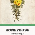 Honeybush (Cyclopia spp) tea