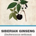 Tajgagyökér / Szibériai ginzeng (Eleutherococcus senticosus)