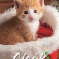 DAYLINER Naptár, fali, , &quot;Cicák&quot;
