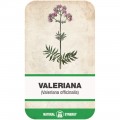 Macskagyökér (Valeriana officinalis)