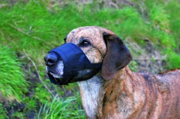 Trixie Nylon És Hálós Fekete S-es méret Szájkosár Kutyának - TRX19261