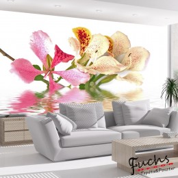 ArtGeist sp. z o o. Fotótapéta - Trópusi virágok - orchidea fa (bauhinia)