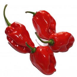 Red Habanero chili mag