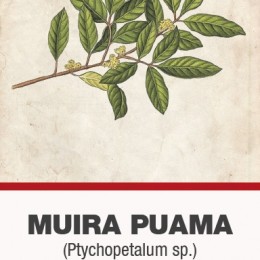 Muira puama (Ptychopetalum olacoides) fakéreg aprított