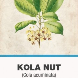Koladió (Cola acuminata, Cola vera) porítva