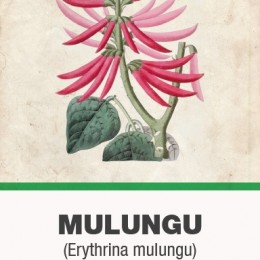 Mulungu (Erythrina mulungu) Prémium Darált Kéreg