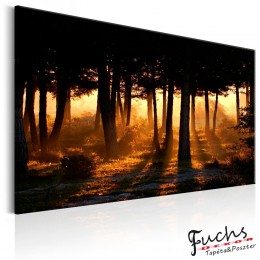 ArtGeist sp. z o o. Kép - Forest Dawn