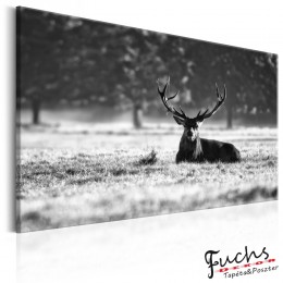 ArtGeist sp. z o o. Kép - Lying Deer