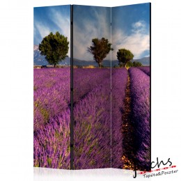 ArtGeist sp. z o o. Paraván - Lavender field in Provence, France [Room Dividers]