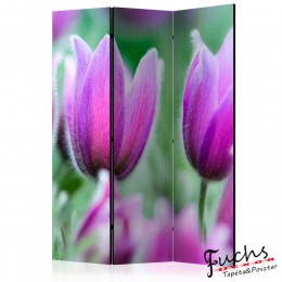 ArtGeist sp. z o o. Paraván - Purple spring tulips [Room Dividers]